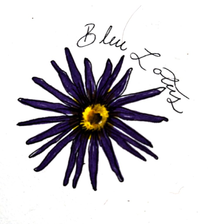 Blue lotus