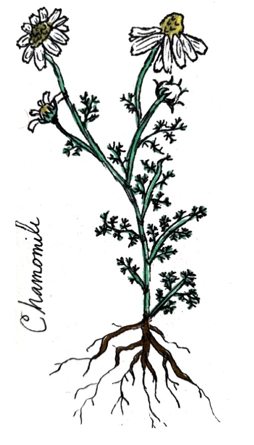 Chamomile