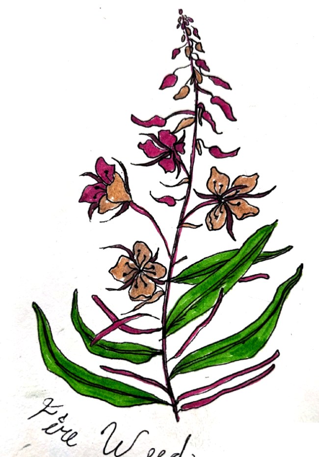 Fireweed