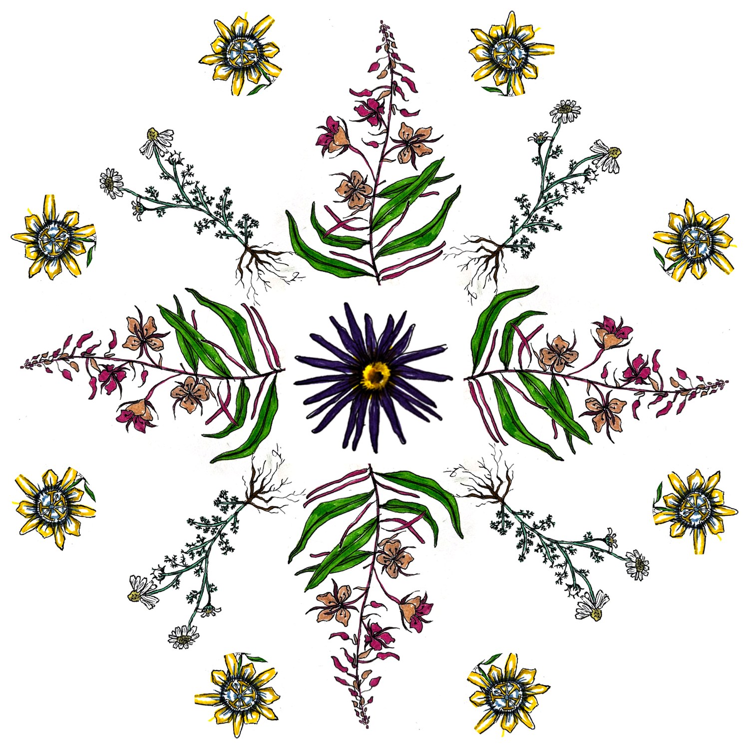 A mandala made from our drawings of blue lotus, fireweed, chamomile and passionflower