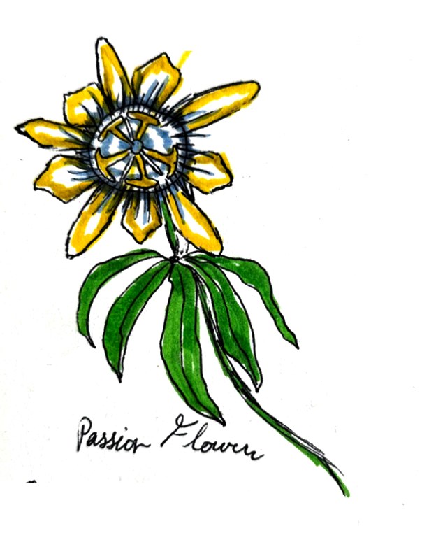 Passionflower
